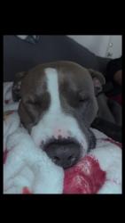 Lost Male Dog last seen Saginaw street, Mount Morris, MI 48458