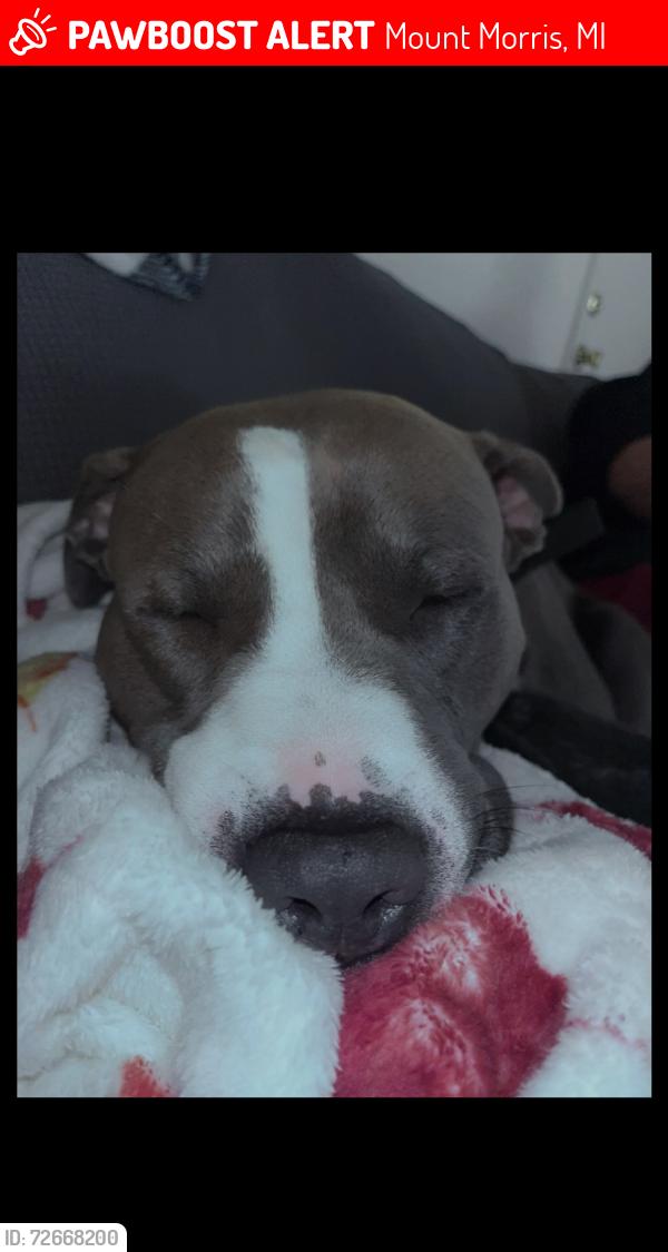 Lost Male Dog last seen Saginaw street, Mount Morris, MI 48458