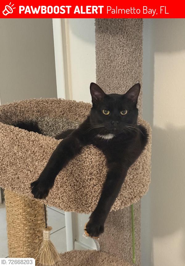 Lost Male Cat last seen Behind Maxwells on 94 ave, Palmetto Bay, FL 33157