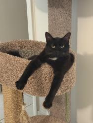 Lost Male Cat last seen Behind Maxwells on 94 ave, Palmetto Bay, FL 33157