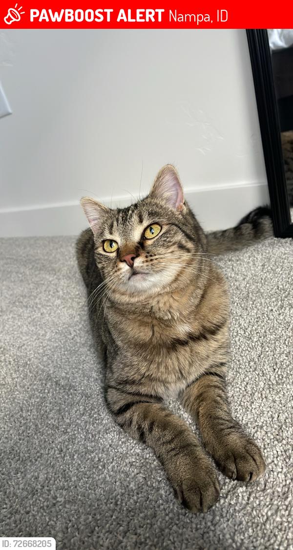 Lost Female Cat last seen Cherry lane/franklin blvd, Nampa, ID 83687