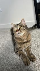 Lost Female Cat last seen Cherry lane/franklin blvd, Nampa, ID 83687