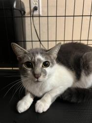 Found/Stray Unknown Cat last seen Reber Ranch, Kent, WA 98042