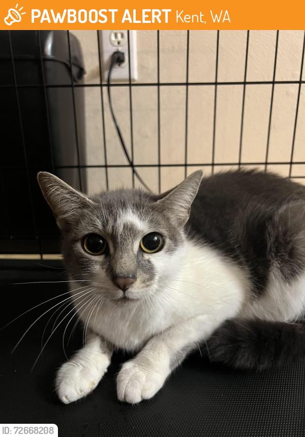 Found/Stray Unknown Cat last seen Reber Ranch, Kent, WA 98042
