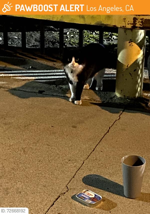 Found/Stray Unknown Cat last seen almost under the 6th street bridge in S. SantaFe Ave., Los Angeles, CA 90021