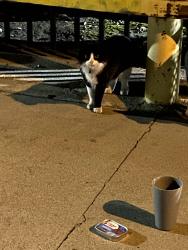 Found/Stray Unknown Cat last seen almost under the 6th street bridge in S. SantaFe Ave., Los Angeles, CA 90021