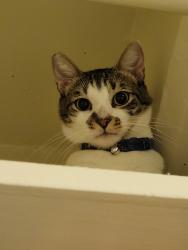 Lost Female Cat last seen Target Salt lake, Honolulu, HI 96701