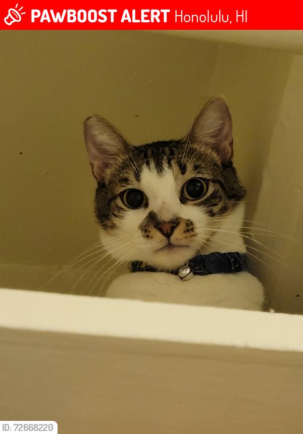 Lost Female Cat last seen Target Salt lake, Honolulu, HI 96701