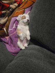 Lost Female Dog last seen Near E Yale Ave, Fresno, CA 93703, Fresno, CA 93703