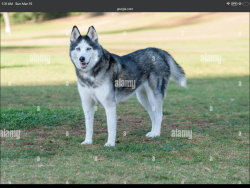 Found/Stray Unknown Dog last seen Cross the street , Flatwoods, KY 41139