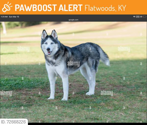 Found/Stray Unknown Dog last seen Cross the street , Flatwoods, KY 41139