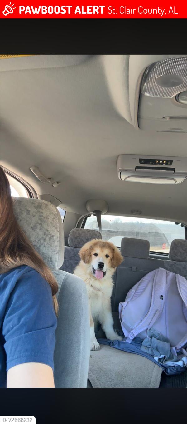 Lost Male Dog last seen Prescott Baptist church , St. Clair County, AL 35128