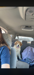Lost Male Dog last seen Prescott Baptist church , St. Clair County, AL 35128