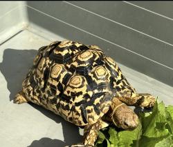 Lost Male Reptile last seen Valinda Ave & Walnut Ave , West Covina, CA 91790