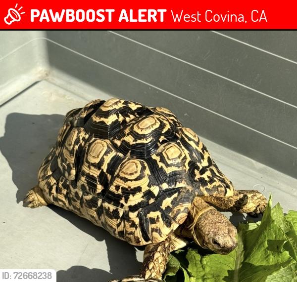 Lost Male Reptile last seen Valinda Ave & Walnut Ave , West Covina, CA 91790