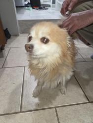 Found/Stray Female Dog last seen Lincoln and Hillside, Wichita, KS 67211