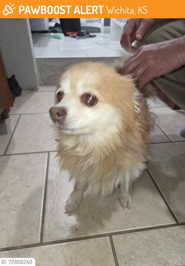 Found/Stray Female Dog last seen Lincoln and Hillside, Wichita, KS 67211