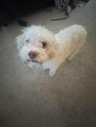 Lost Male Dog last seen Stableglen DR and Avery DR, Rockwall, TX 75032