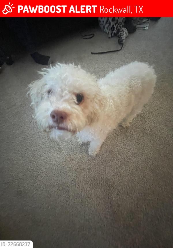 Lost Male Dog last seen Stableglen DR and Avery DR, Rockwall, TX 75032