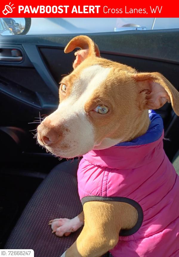 Lost Female Dog last seen 5286a greywood drive , Cross Lanes, WV 25313