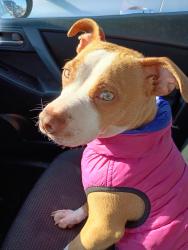Lost Female Dog last seen 5286a greywood drive , Cross Lanes, WV 25313