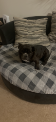 Lost Male Dog last seen Unser and McMahon , Albuquerque, NM 87114