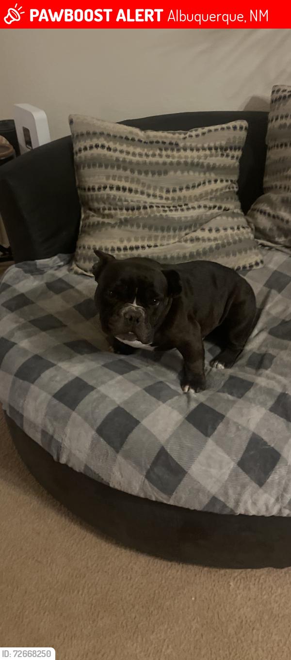Lost Male Dog last seen Unser and McMahon , Albuquerque, NM 87114