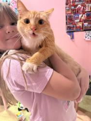Found/Stray Female Cat last seen ALMONDRIDGE Park, Antioch, CA 94509