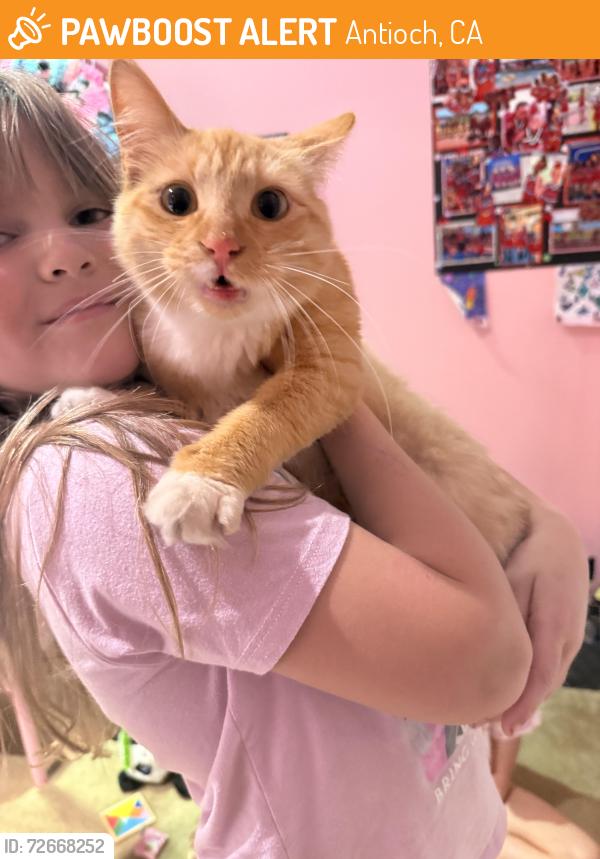 Found/Stray Female Cat last seen ALMONDRIDGE Park, Antioch, CA 94509
