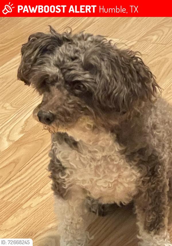Lost Female Dog last seen Atasca Creek dr and Leens Lodge Ln, Humble, TX 77346