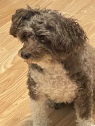 Lost Female Dog last seen Atasca Creek dr and Leens Lodge Ln, Humble, TX 77346