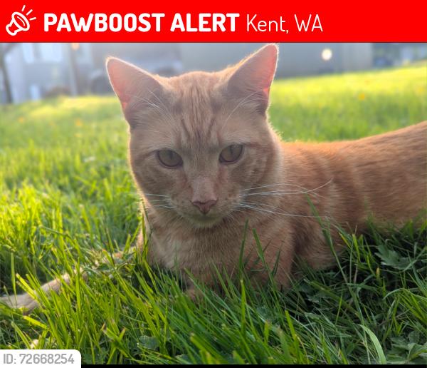 Lost Male Cat last seen Chandler Bay apt building EE, Kent, WA 98031