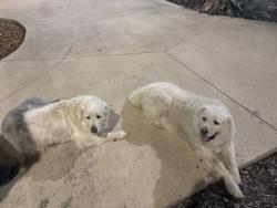 Found/Stray Unknown Dog last seen Voss Farms Pool, New Braunfels, TX 78130