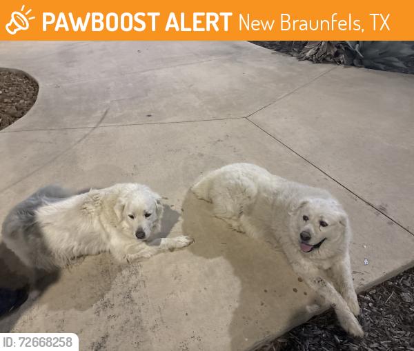 Found/Stray Unknown Dog last seen Voss Farms Pool, New Braunfels, TX 78130