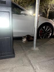Found/Stray Unknown Cat last seen Patricia's Green In Hayes Valley 411–429 Octavia St San Francisco, CA  94102 United States, San Francisco, CA 94102
