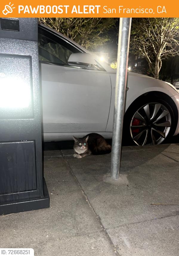 Found/Stray Unknown Cat last seen Patricia's Green In Hayes Valley 411–429 Octavia St San Francisco, CA  94102 United States, San Francisco, CA 94102