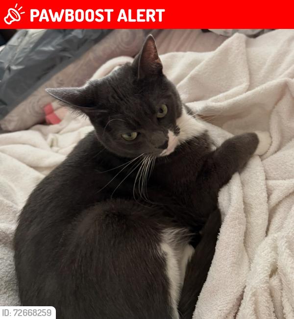 Lost Male Cat last seen Memphis Ave , Huntington Beach, CA 92648