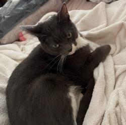 Lost Male Cat last seen Memphis Ave , Huntington Beach, CA 92648
