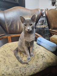 Lost Female Cat last seen 91st south urbana ave, Tulsa, OK 74112