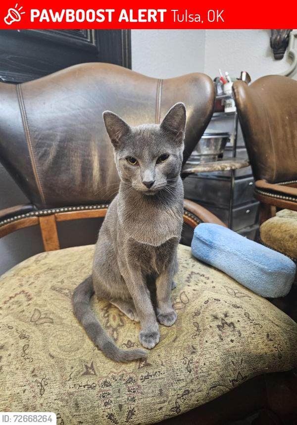 Lost Female Cat last seen 91st south urbana ave, Tulsa, OK 74112