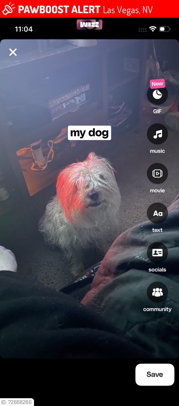 Lost Female Dog last seen Buffalo and starr, Las Vegas, NV 89141