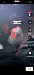 Lost Female Dog last seen Buffalo and starr, Las Vegas, NV 89141