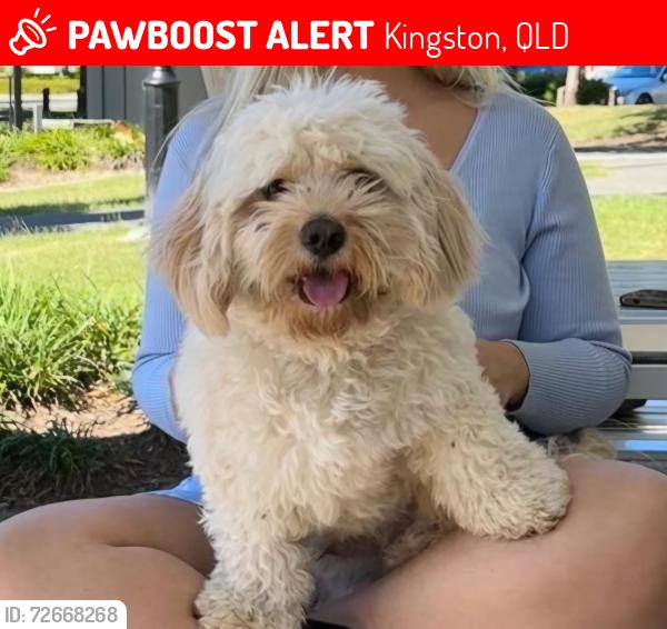Lost Male Dog last seen Juers Street, Kingston, QLD 4114