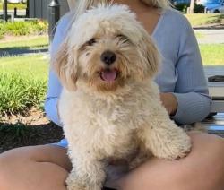 Lost Male Dog last seen Juers Street, Kingston, QLD 4114