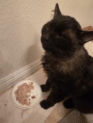Found/Stray Male Cat last seen Zak Bagans The Haunted Museum, Las Vegas, NV 89104
