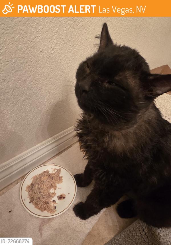 Found/Stray Male Cat last seen Zak Bagans The Haunted Museum, Las Vegas, NV 89104