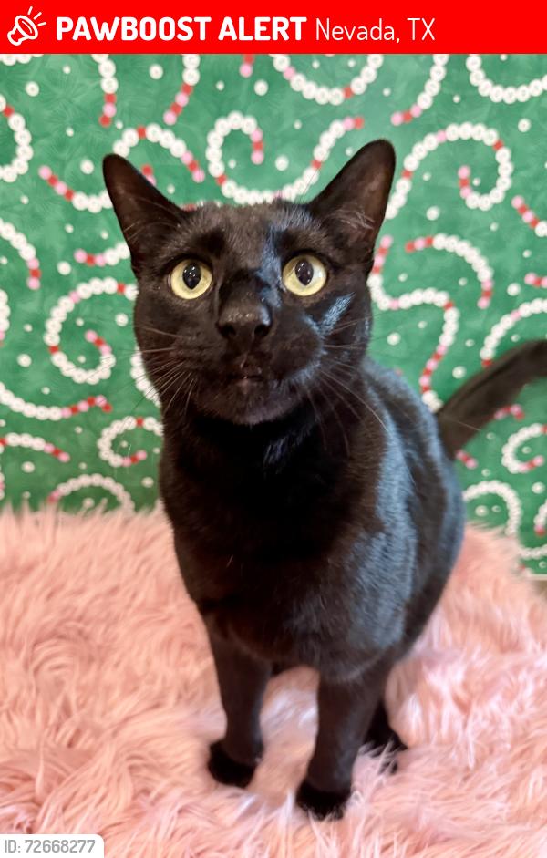 Lost Male Cat last seen Nearby Beck intersection, Nevada, TX 75173