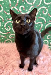 Lost Male Cat last seen Nearby Beck intersection, Nevada, TX 75173