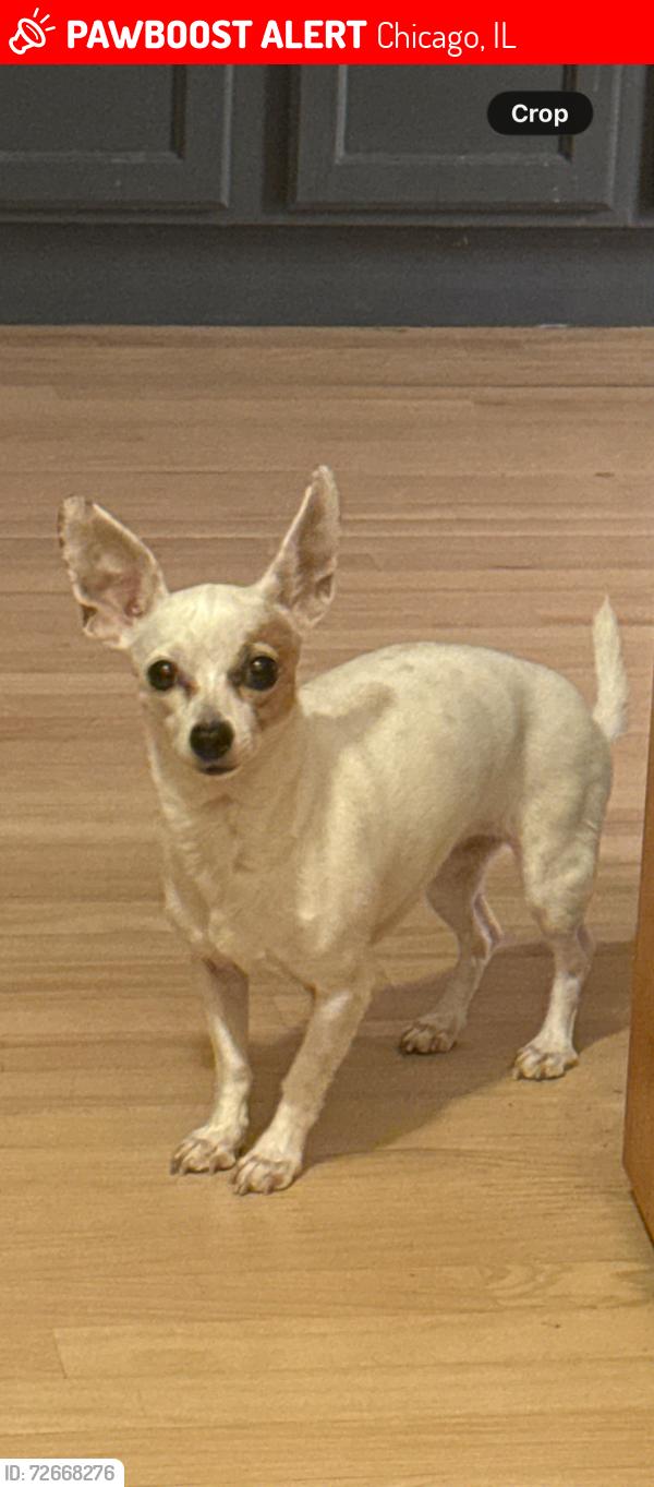 Lost Female Dog last seen 21st and Christiana , Chicago, IL 60623