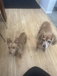 Lost Male Dog last seen Hope and , San Marcos, CA 92078